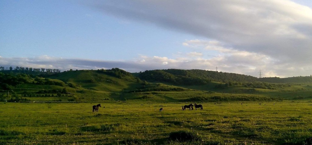 Cu calu’ pe&nbsp;câmp