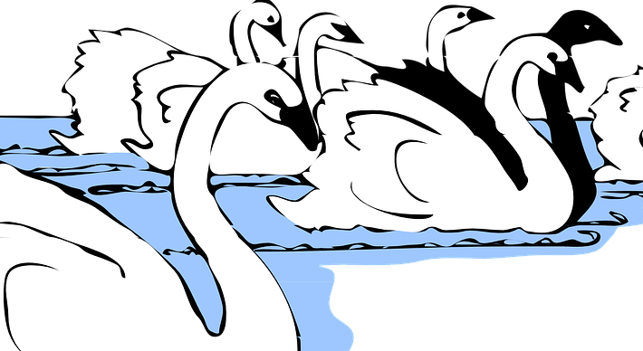 Povestea lebedelor / Swans’&nbsp;Story